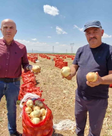 Karaman'da yazlık soğan üretimi artıyor