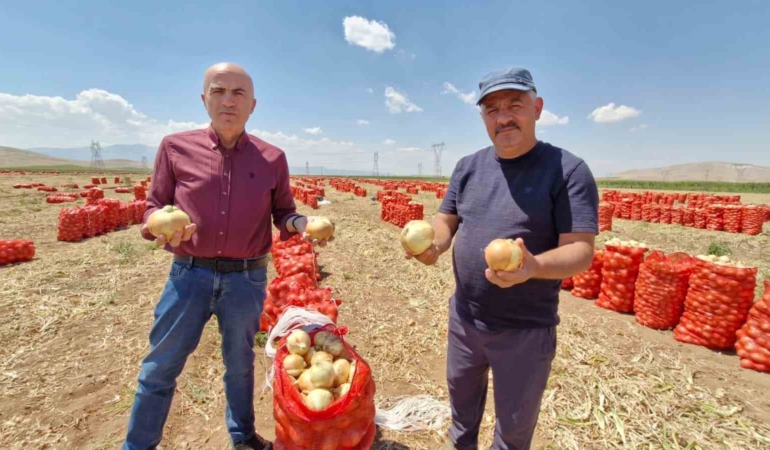 Karaman'da yazlık soğan üretimi artıyor