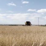 Kars'ta arpa ve yulaf hasadı başladı