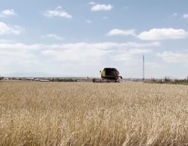 Kars'ta arpa ve yulaf hasadı başladı