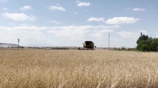 Kars'ta arpa ve yulaf hasadı başladı