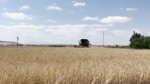 Kars'ta arpa ve yulaf hasadı başladı