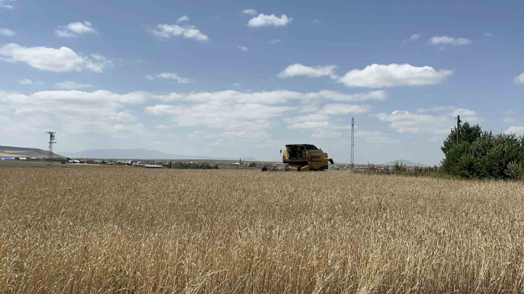 Kars'ta arpa ve yulaf hasadı hızla devam ediyor
