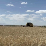 Kars'ta arpa ve yulaf hasadı hızla devam ediyor