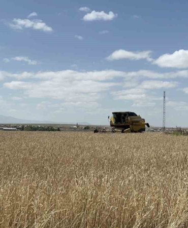 Kars'ta arpa ve yulaf hasadı hızla devam ediyor