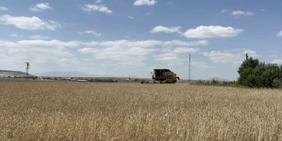 Kars'ta arpa ve yulaf hasadı hızla devam ediyor