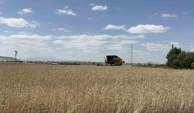 Kars'ta arpa ve yulaf hasadı hızla devam ediyor