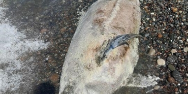 Kastamonu Cide'de ölü yunus balığı sahile vurdu