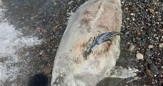 Kastamonu Cide'de ölü yunus balığı sahile vurdu