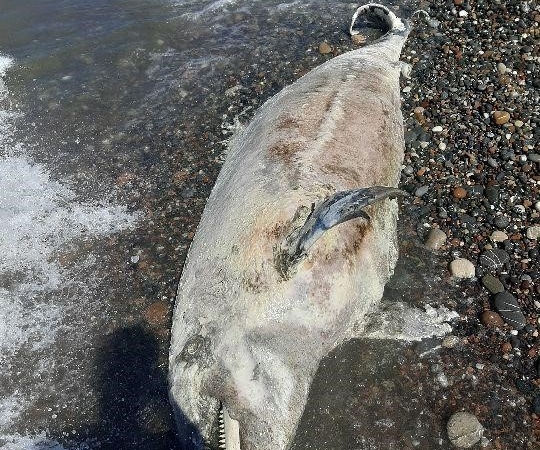 Kastamonu Cide'de ölü yunus balığı sahile vurdu