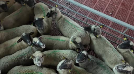 Kastamonu'da bilimsel çalışmalarla 55 koyun 100'den fazla kuzu doğurdu