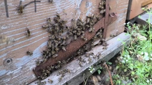 Kastamonu'da kestane balı hasadı başladı, verim düşüşü bekleniyor
