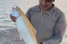 Keban Baraj Gölü'nde nadir sarı albino alabalık yakalandı