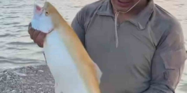 Keban Baraj Gölü'nde nadir sarı albino alabalık yakalandı