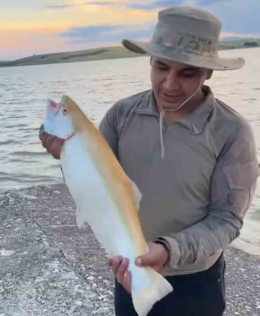 Keban Baraj Gölü'nde nadir sarı albino alabalık yakalandı
