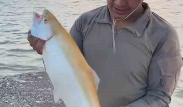 Keban Baraj Gölü'nde nadir sarı albino alabalık yakalandı
