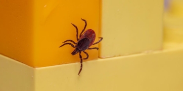 Kene ısırığı sonrası kızarıklık Lyme hastalığı belirtisi olabilir