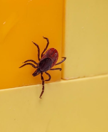 Kene ısırığı sonrası kızarıklık Lyme hastalığı belirtisi olabilir