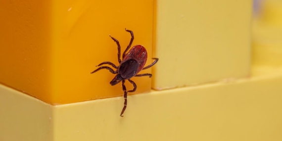 Kene ısırığı sonrası kızarıklık Lyme hastalığı belirtisi olabilir