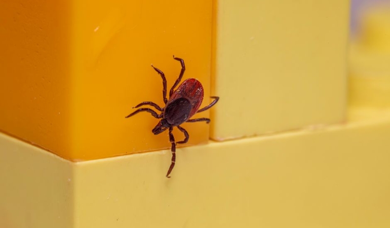Kene ısırığı sonrası kızarıklık Lyme hastalığı belirtisi olabilir