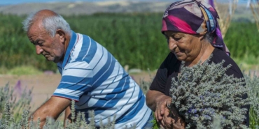 Kırıkkale'de Lavanta Üreticisi Çiftin Destek Beklentisi