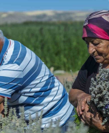 Kırıkkale'de Lavanta Üreticisi Çiftin Destek Beklentisi