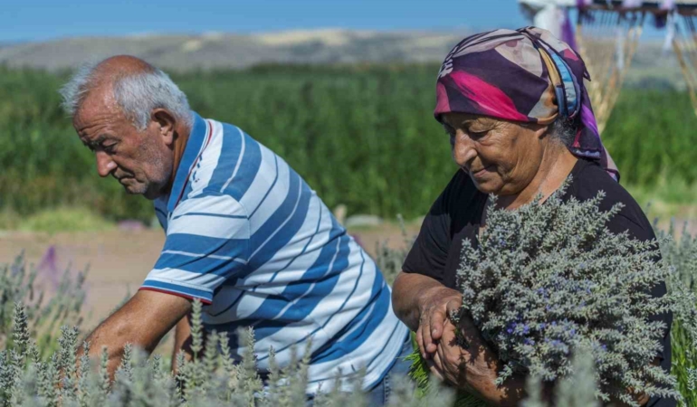 Kırıkkale'de Lavanta Üreticisi Çiftin Destek Beklentisi