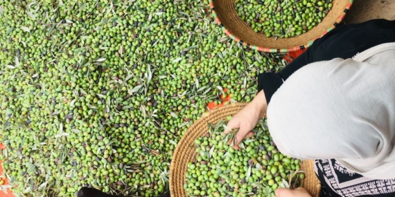 Kocasinan'da Hububat Eleme ve Paketleme Tesisi ile Tarımsal Destek