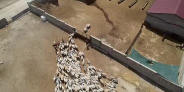 Konya'da kadınların emeğiyle koyun sütü ekonomik değere dönüşüyor