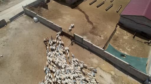 Konya'da kadınların emeğiyle koyun sütü ekonomik değere dönüşüyor