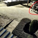 KUCAĞINDA ÇOCUĞUYLA EŞİNİN SİLAHLI SALDIRISINA UĞRAYAN KADIN HAYATINI KAYBETTİ