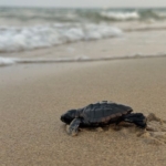 Kumköy Sahili'nde Caretta Carettalar İçin Denetimler Artırıldı