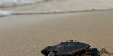 Kumköy Sahili'nde Caretta Carettalar İçin Denetimler Artırıldı