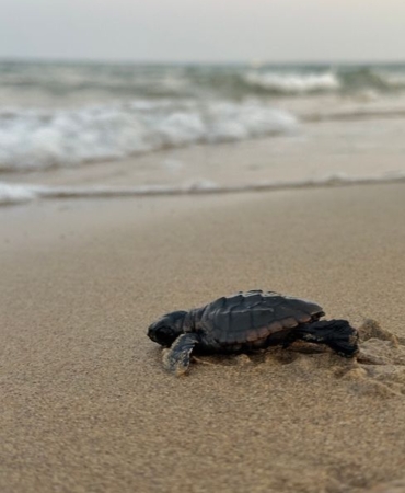 Kumköy Sahili'nde Caretta Carettalar İçin Denetimler Artırıldı