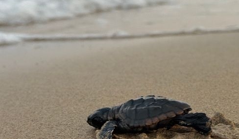 Kumköy Sahili'nde Caretta Carettalar İçin Denetimler Artırıldı