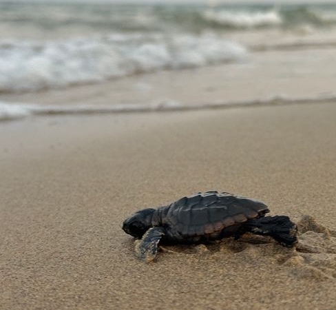Kumköy Sahili'nde Caretta Carettalar İçin Denetimler Artırıldı
