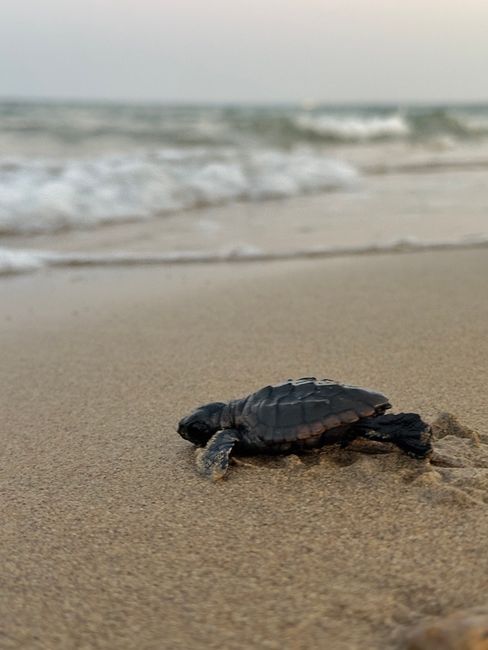 Kumköy Sahili'nde Caretta Carettalar İçin Denetimler Artırıldı