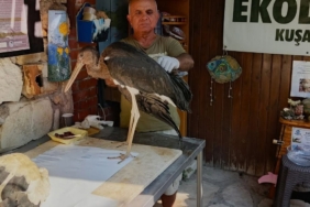 Kuşadası'nda Leylek Yavrularının Uçuş Denemesi Talihsiz Sonuçlandı