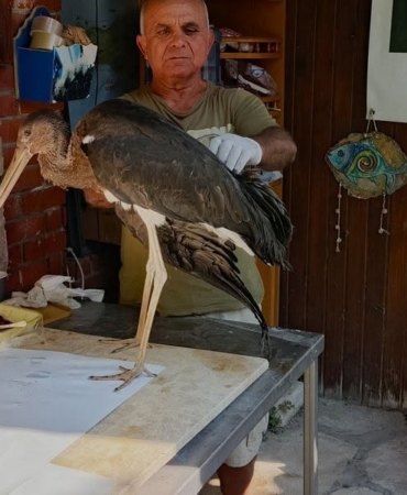 Kuşadası'nda Leylek Yavrularının Uçuş Denemesi Talihsiz Sonuçlandı