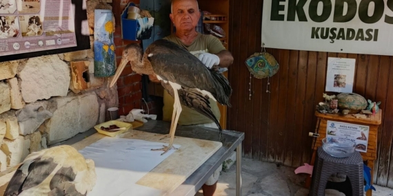 Kuşadası'nda Leylek Yavrularının Uçuş Denemesi Talihsiz Sonuçlandı