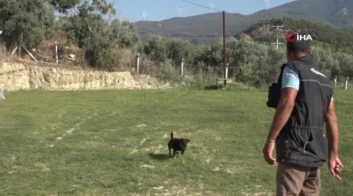 Kuşadası'nda kurtarma köpekleriyle hayat kurtaran Tevfik Gül