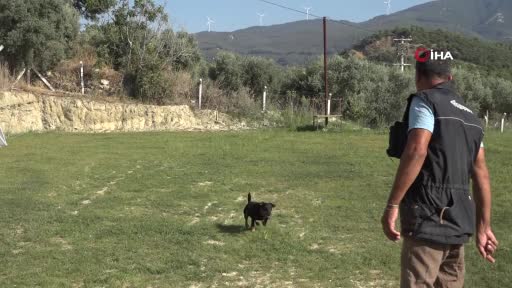 Kuşadası'nda kurtarma köpekleriyle hayat kurtaran Tevfik Gül