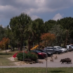 Kuşadası'nda yaban domuzları mahallelerde dolaşıyor