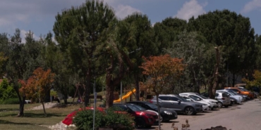 Kuşadası'nda yaban domuzları mahallelerde dolaşıyor