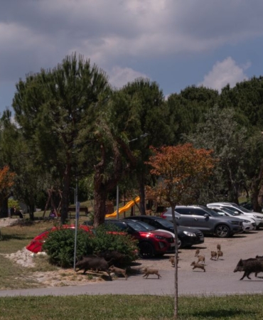 Kuşadası'nda yaban domuzları mahallelerde dolaşıyor