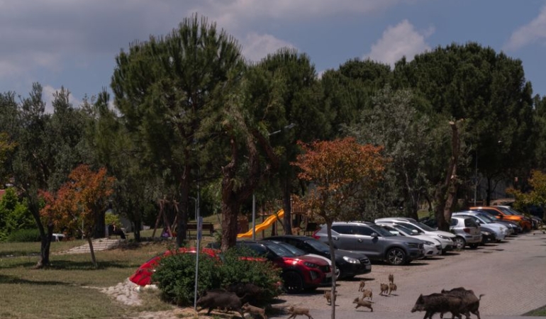 Kuşadası'nda yaban domuzları mahallelerde dolaşıyor