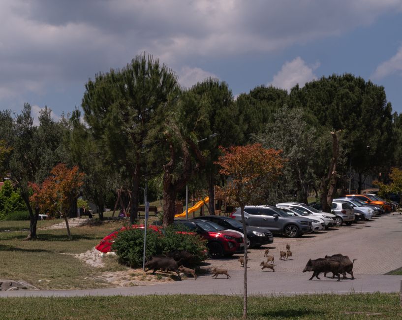 Kuşadası'nda yaban domuzları mahallelerde dolaşıyor
