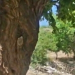 Malatya'da kayısı ağacında bal arılarına yuva oldu