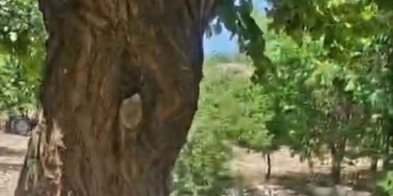 Malatya'da kayısı ağacında bal arılarına yuva oldu