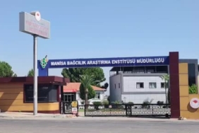 Manisa'da Çilek Aromalı Bronx Seedless Üzüm Hasadı Yapıldı